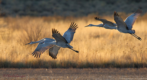 Sandhil Crane_Flight II