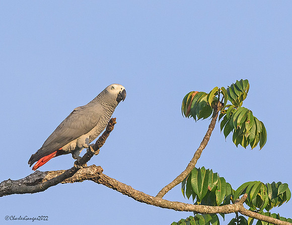 African Grey Parrot
