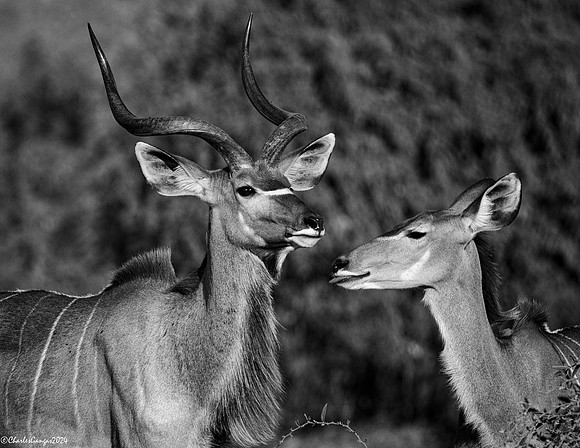Kudu Couple