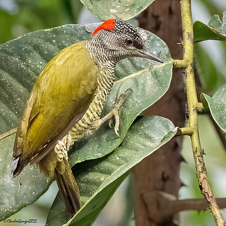 Tullberg’s Woodpecker