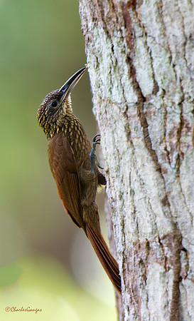 Climber