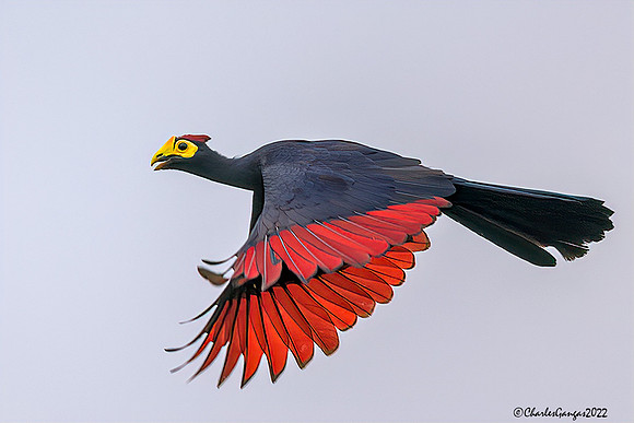 Ross's Turaco