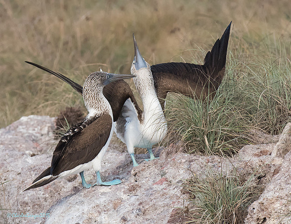 Blue-footed Boobie Display