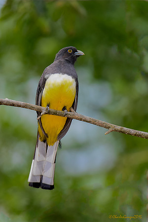 Citreoline Trogon
