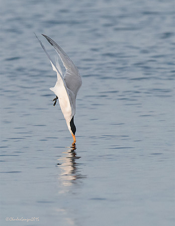 Elegant Tern