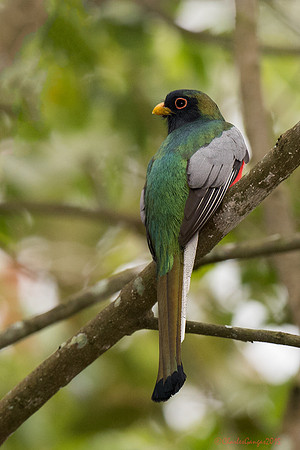 Elegant Trogon