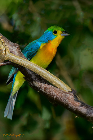 Orange-breasted Bunting