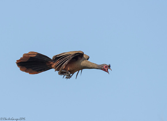 Rufous-bellied Chachalaca