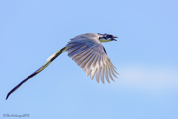White-throated Magpie Jay