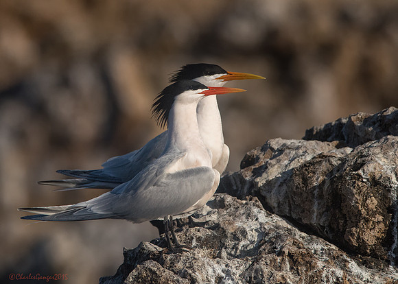 Elegant Tern Pair_Breeding Plumage