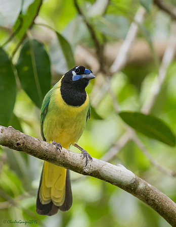 Green Jay