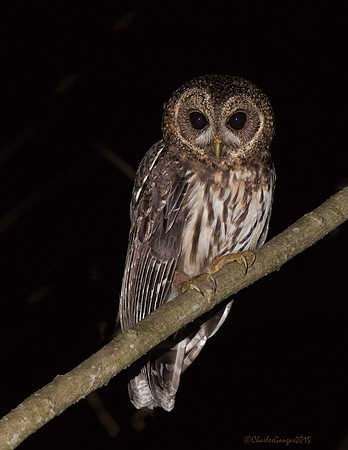 Mottled Owl