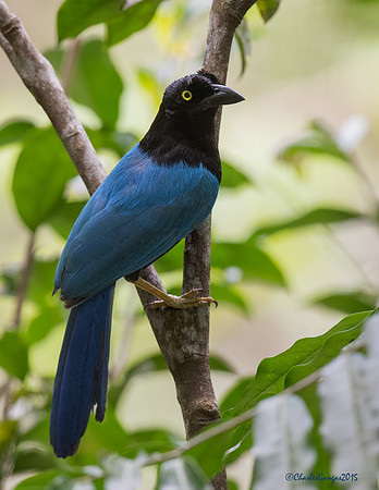San Blas Jay