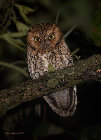 Whiskered Screech Owl_red morph