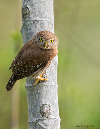 Colima Pygmy Owl