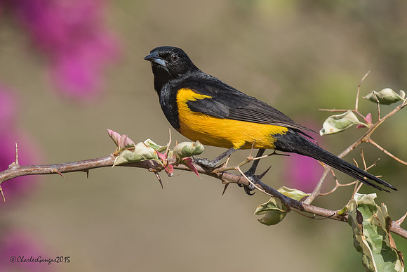 Black-vented Oriole