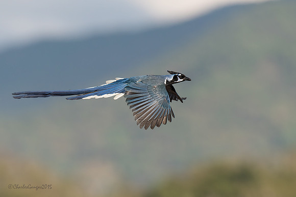 Black-throated Magpie Jay