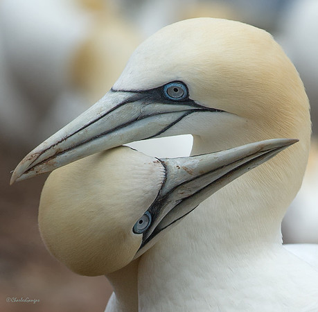 Gannet Intimacy