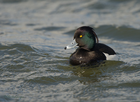 Tufted Duck_drake