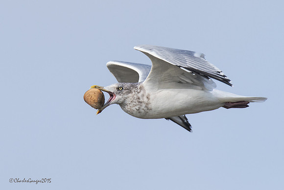 Herring Gull