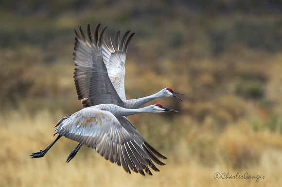 Sandhill Crane_Flight