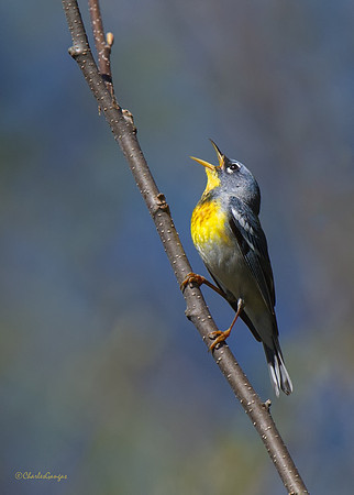 Northern Parula