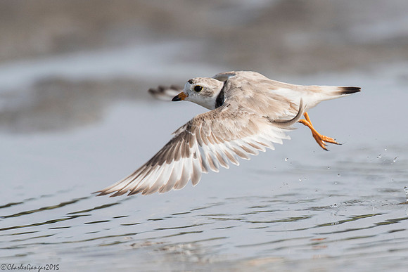 PipingPlover_Flight