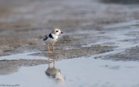 Piping Plover_Searching