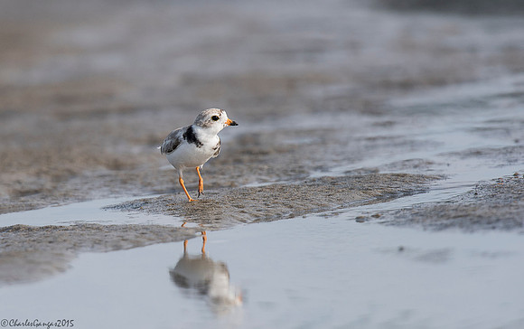 Piping Plover_Searching