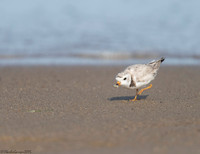 Piping Plover_Foraging