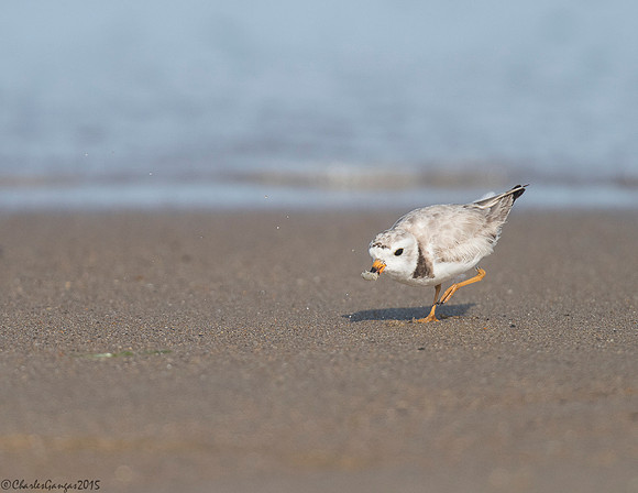 Piping Plover_Foraging