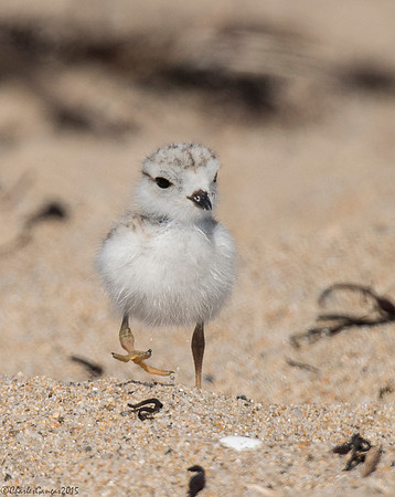 Piping Plover_Chick with Attitude