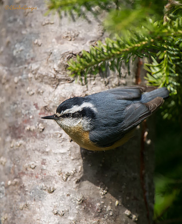 Red-breasted Nuthatch