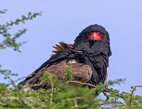 Tanzania