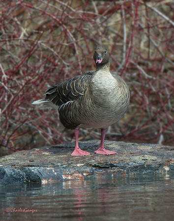Pink-footed Goose