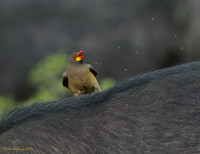 Yellow-billed Oxpecker