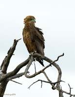 Bateleur Eagle_Imm