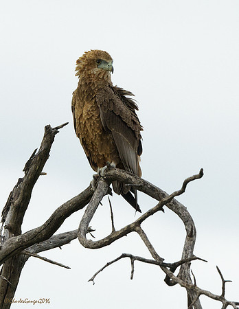 Bateleur Eagle_Imm