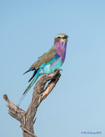 Lilac-breasted Roller