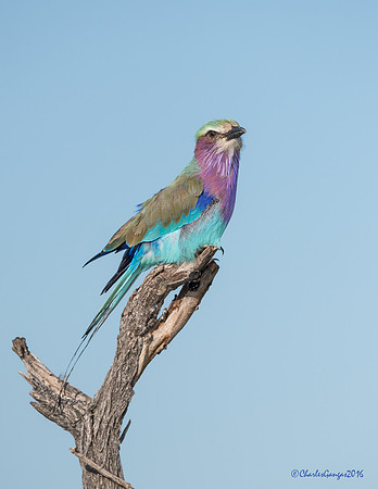 Lilac-breasted Roller