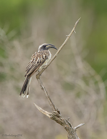 African Grey Hornbill
