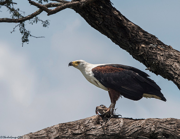 African Fish Eagle
