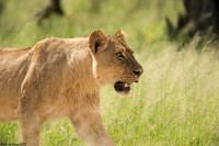 Lioness_#4_Back Pans Pride