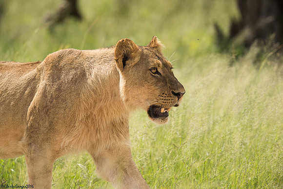 Lioness_#4_Back Pans Pride