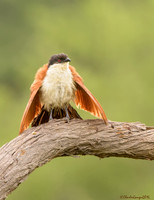 Senegal Coucal