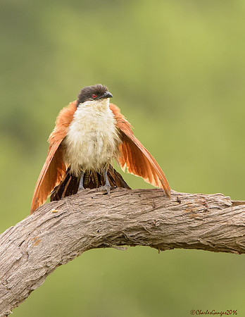 Senegal Coucal