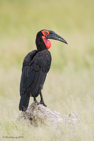 Southern Ground Hornbill