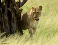 Lioness_Back Pans Pride