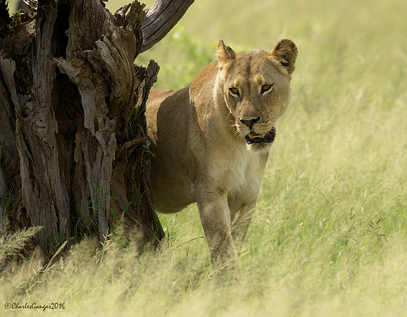 Lioness_Back Pans Pride