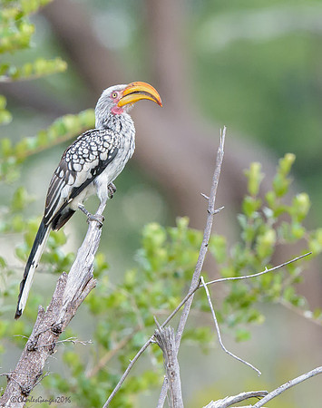 Southern Yellow-billed Hornbill